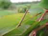 Agriopis sp.